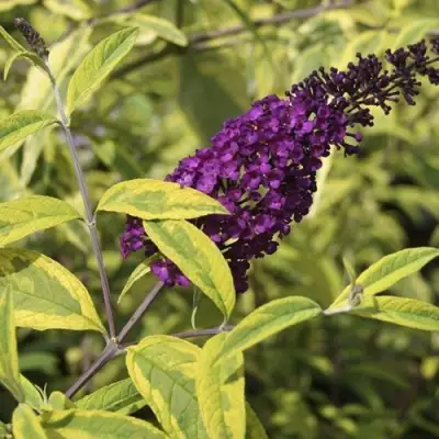 Буддлея давида САНТАНА  в Речице