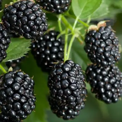 Ежевика ЧЕРНАЯ МАГИЯ ремонтантная  в Речице