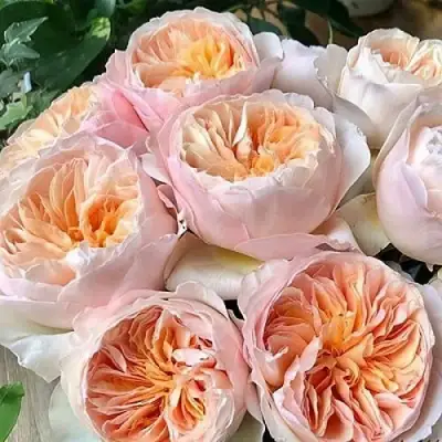 Роза ДЖУЛЬЕТТА английская в Речице