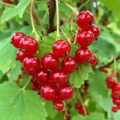 Смородина красная МААРСЕС ПРОМИНЕНТ в Речице