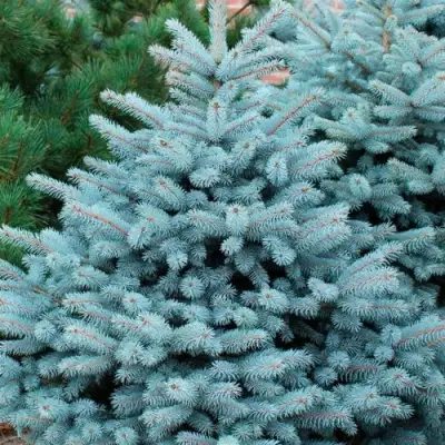 Ель СУПЕР БЛЮ СИДЛИНГ колючая в Речице