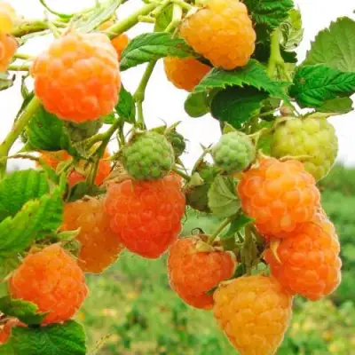 Малина ЗОЛОТЫЕ КУПОЛА в Речице