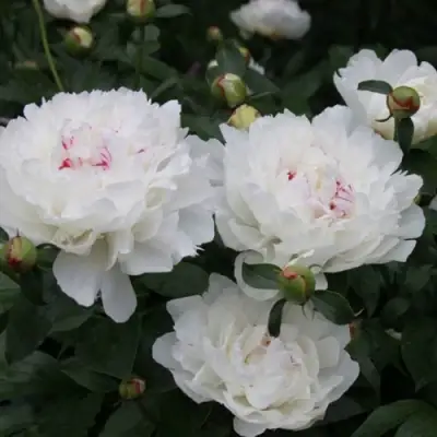 Пион ФЕСТИВА МАКСИМА травянистый в Речице