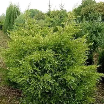 Можжевельник КУРИВАО ГОЛД китайский в Речице