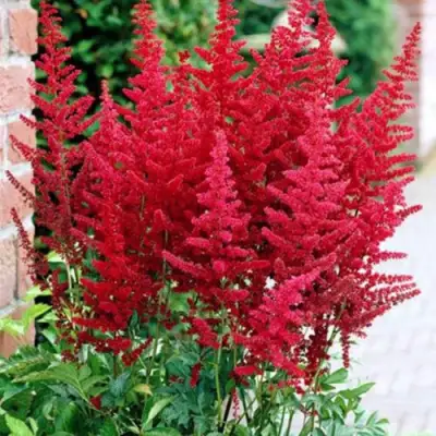 Астильба БУРГУНДИ РЕД Арендса в Речице