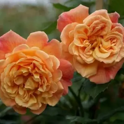 Роза АЛОХА плетистая в Речице