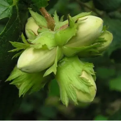 Фундук ТАМБОВСКИЙ ПОЗДНИЙ в Речице