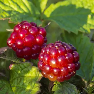 Княженика ЛИНДА в Речице