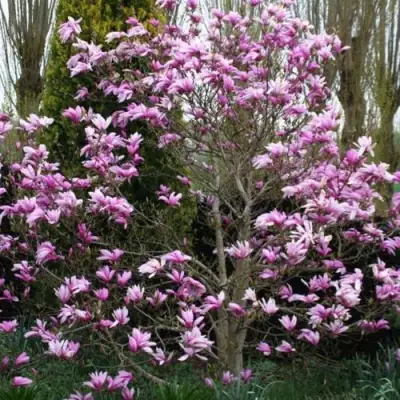 Магнолия ГАЛАКСИ в Речице