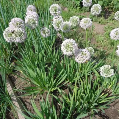 Лук слизун в Речице