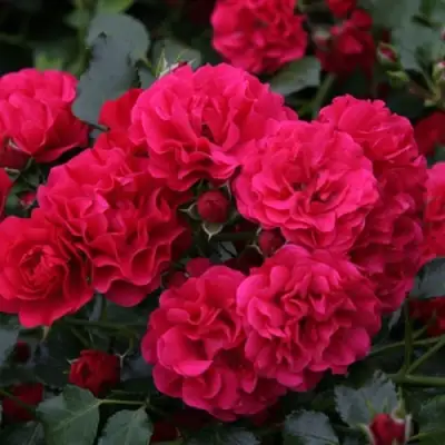 саженцы розы Радость Садовника