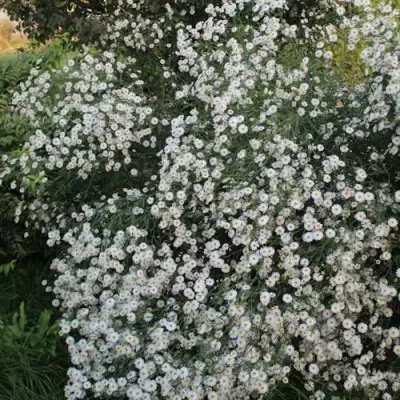 Болтония СНОУБЭНК в Речице