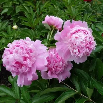 Пион МЕСЬЕ ЖЮЛЬ ЭЛИ травянистый в Речице