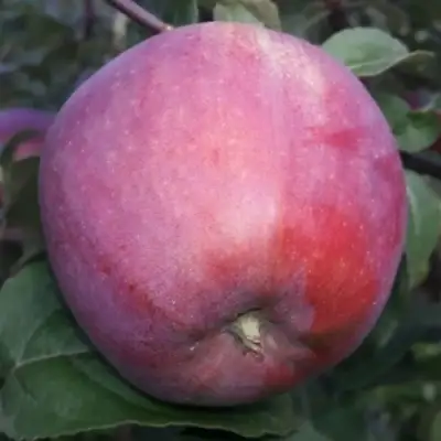 Яблоня ЗОРКА в Речице