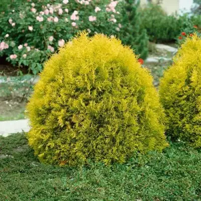 Туя РЕЙНГОЛД западная в Речице