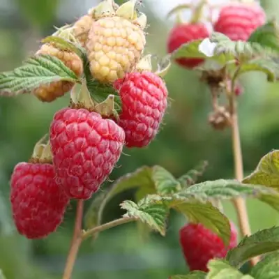 Малина МОЛЛИНГ ДЖУНО в Речице