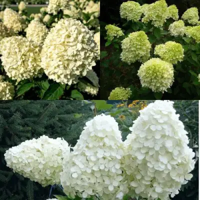 Комплект НЕЖНЫЙ КАПУЧИНО в Речице