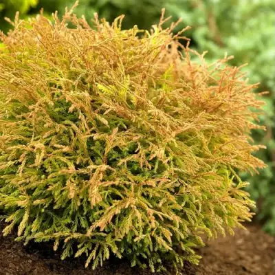 Туя ГОЛДЕН ТАФФЕТ западная в Речице