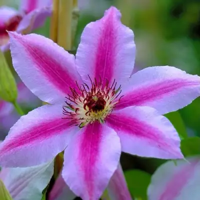 Клематис НЕЛЛИ МОЗЕР в Речице