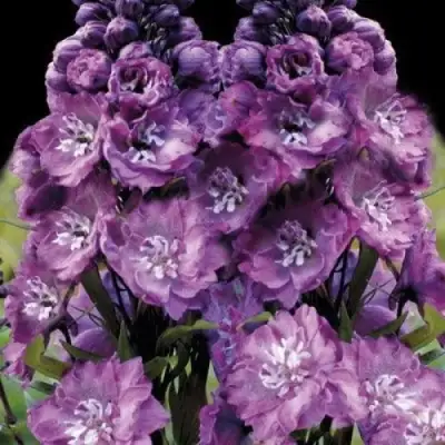 Дельфиниум ДЕЛЬФИС ПИНК ПАУЭ высокий в Речице