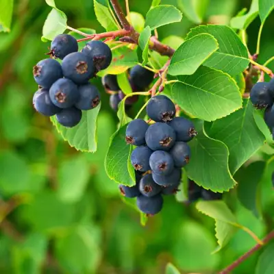 Ирга КОЛОСИСТАЯ в Речице