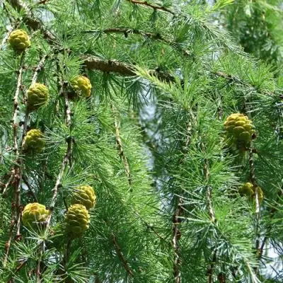 Лиственница КЕМПФЕРА в Речице