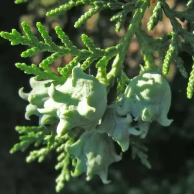 Туя восточная в Речице