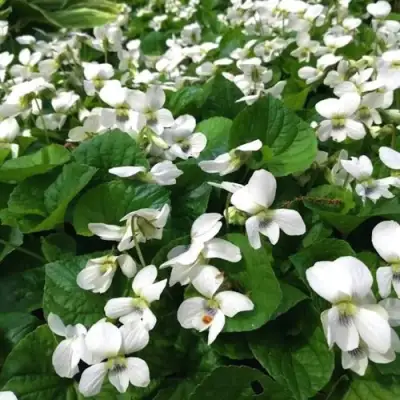 Фиалка АЛЬБИФЛОРА сестринская в Речице