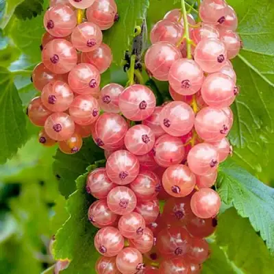 Смородина белая ПРЫГАЖУНЯ (РОЗОВАЯ) в Речице