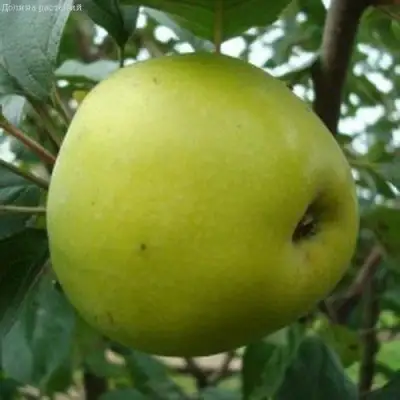 Яблоня КОШТЕЛЯ в Речице