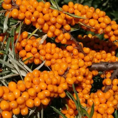 Облепиха АЛТАЙСКАЯ в Речице