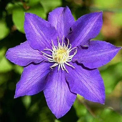 Клематис ЗЕ ПРЕЗИДЕНТ в Речице