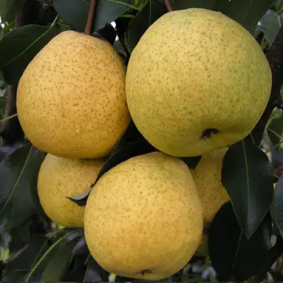 Груша ВЕЛИКАЯ ЛЕТНЯЯ (БОЛЬШАЯ ЛЕТНЯЯ) в Речице