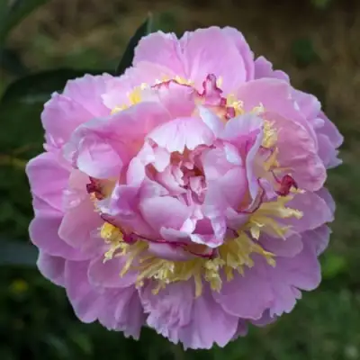 саженцы пиона