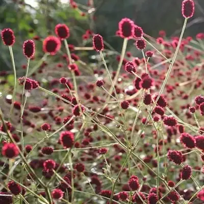 Кровохлебка ЧОКОЛАТ ТИП в Речице