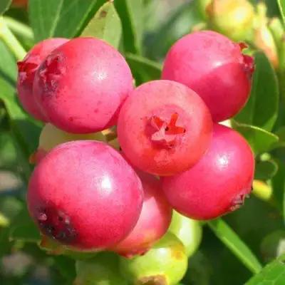 Голубика ПИНК ЛИМОНАД в Речице