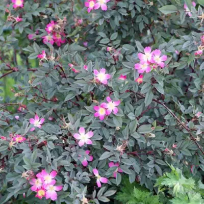 Роза сизая в Речице