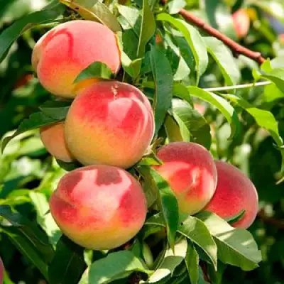 Персик ДИВНЫЙ в Речице