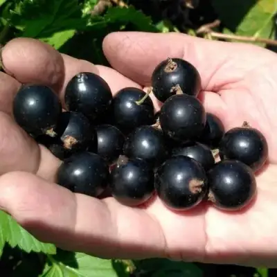 Смородина черная ЧЕРНООКАЯ в Речице