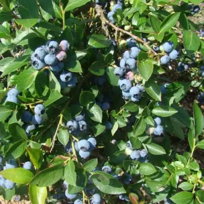 Голубика БЛЮЭТТА в Речице