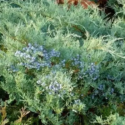 Можжевельник ГРЕЙ ОУЛ виргинский  в Речице