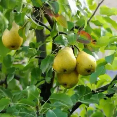 Груша ВИЛИЯ в Речице