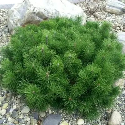 Сосна горная МУГУС в Речице