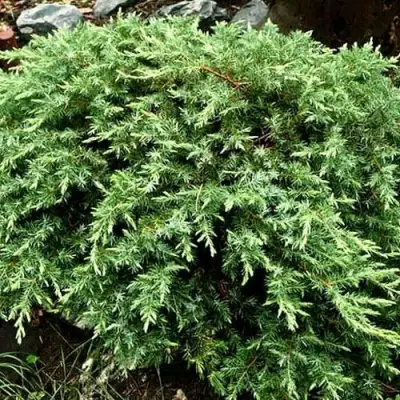 Можжевельник ШЛЯГЕР прибрежный в Речице