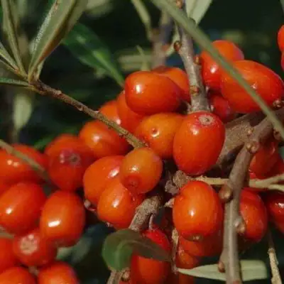 Облепиха ВОРОБЬЕВСКАЯ в Речице