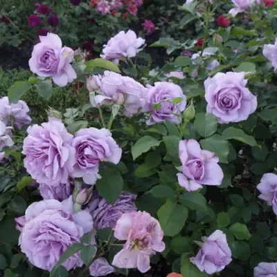 Роза ЛАВ СОНГ флорибунда в Речице
