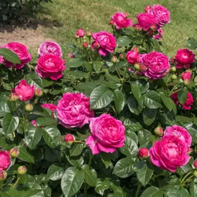 Роза АНУШКА чайно-гибридная в Речице