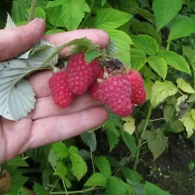 Малина КОРПИКО в Речице