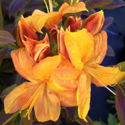 Азалия КЛОНДАЙК листопадная в Речице