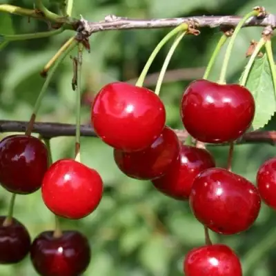 Вишня ХАРИТОНОВСКАЯ в Речице